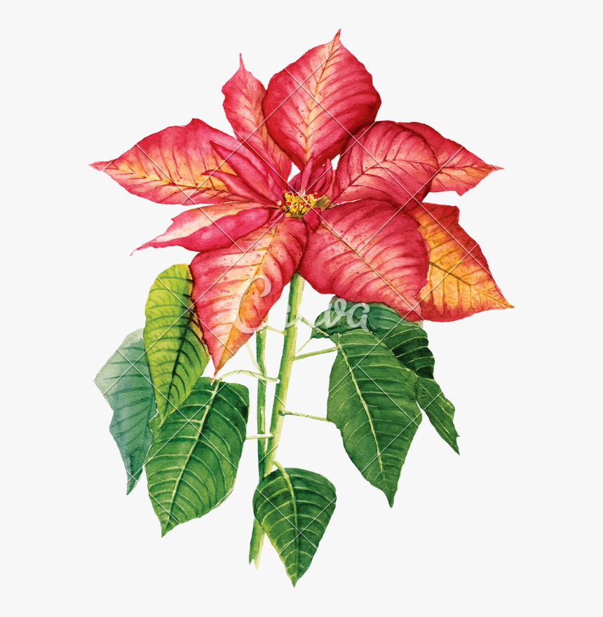 Clip Art Poinsettia Watercolor - Watercolor Painting, HD Png Download