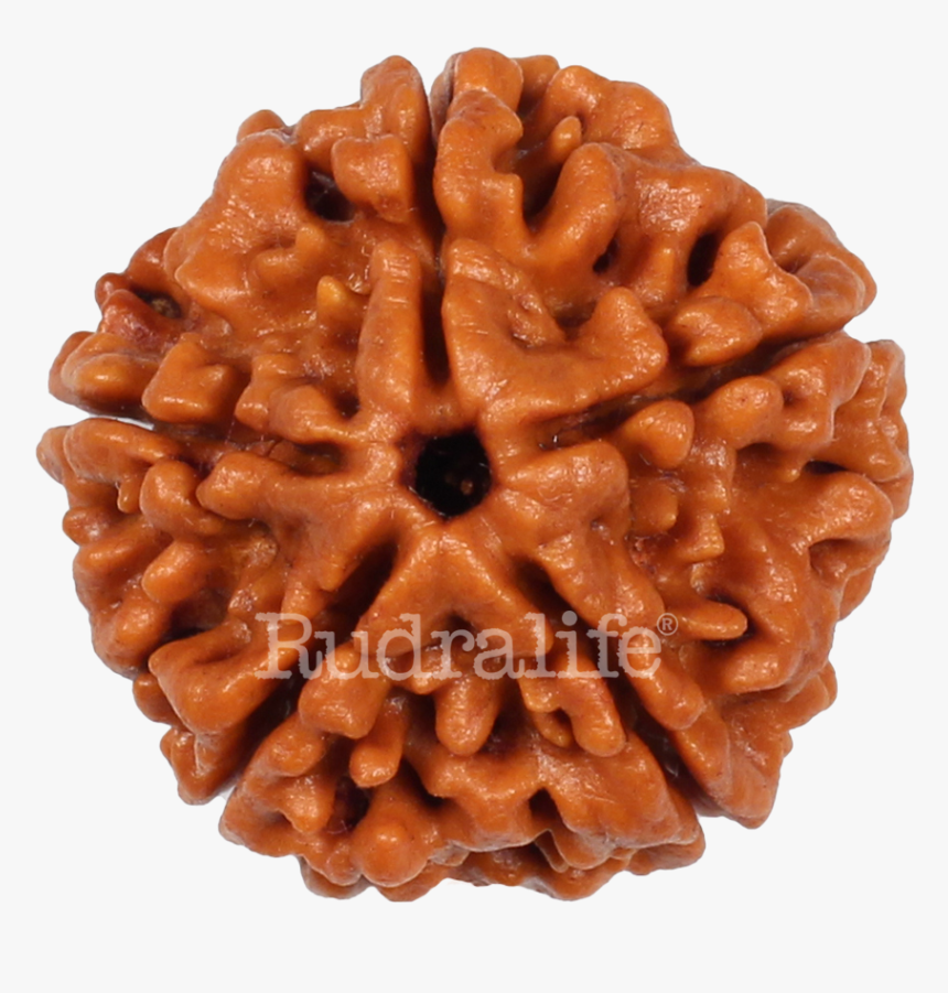 Five Mukhi Rudraksha Rudraksha - Chocolate, HD Png Download