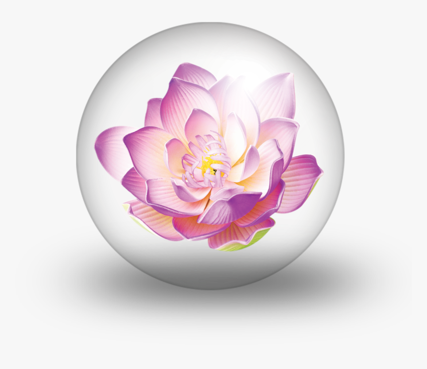 Purple Blue Red Lotus Flower, HD Png Download