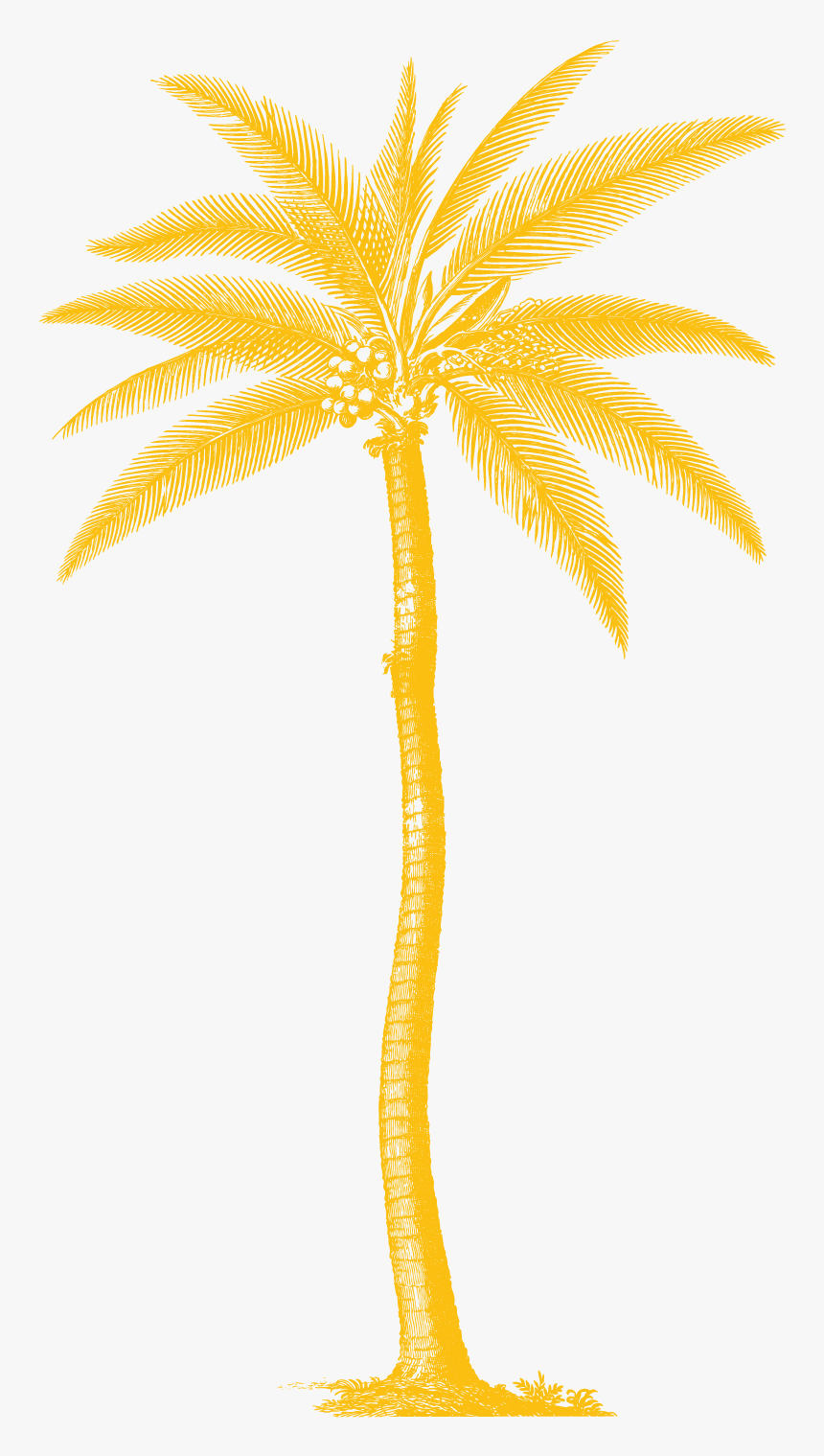 Palm Tree Botanical Prints, HD Png Download