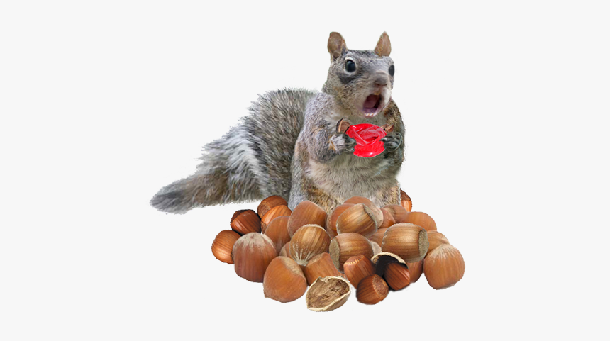 Fox Squirrel, HD Png Download