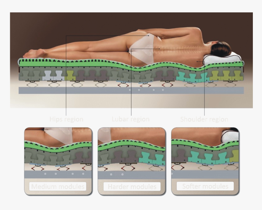 Leticia Matress Modules - Animal, HD Png Download