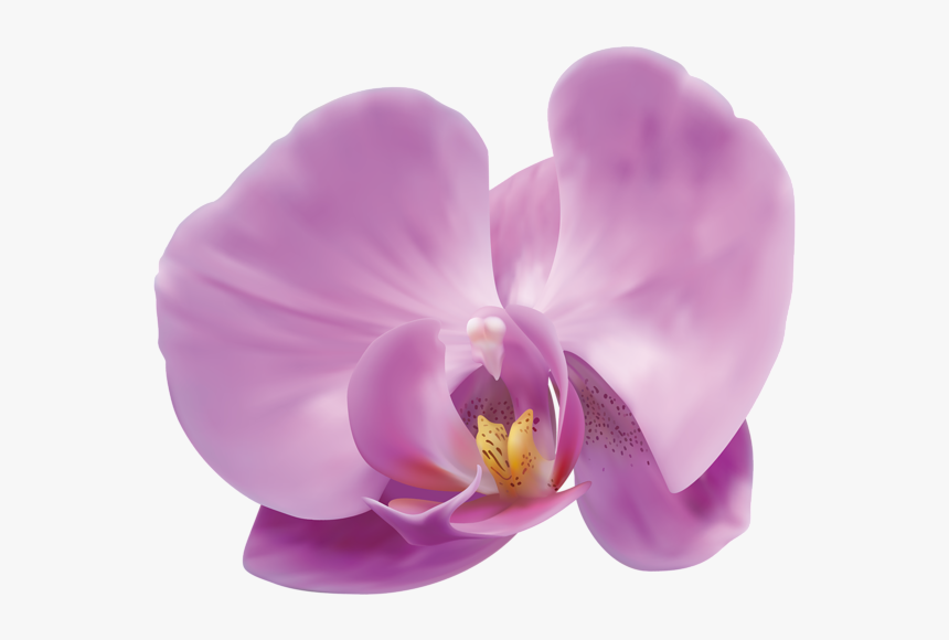 Orchid Png, Transparent Png