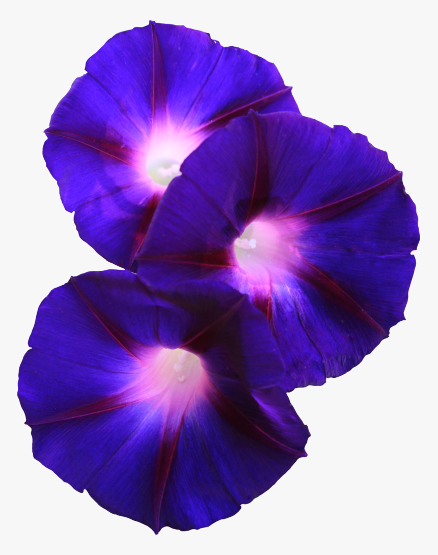 Thumb Image - Morning Glory Transparent Background, HD Png Download