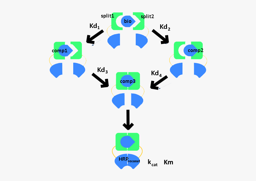 Clip Art, HD Png Download
