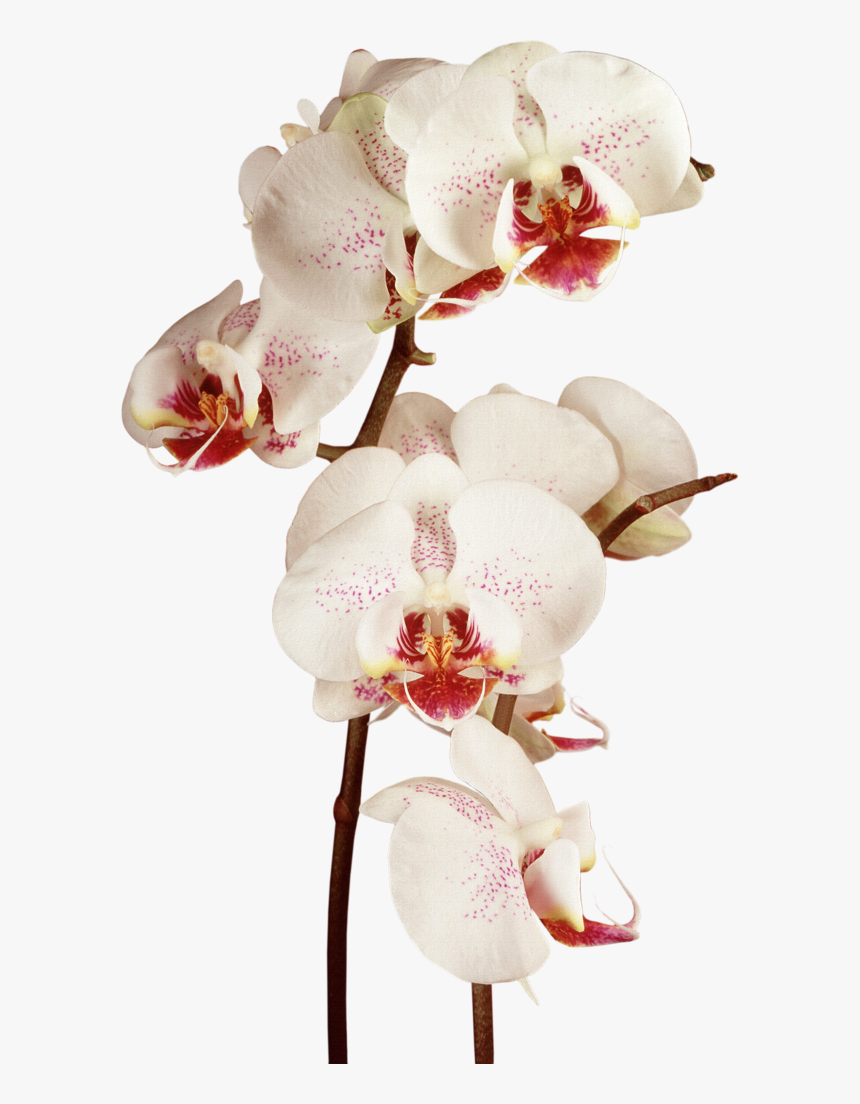 Moon Orchid R Png, Transparent Png