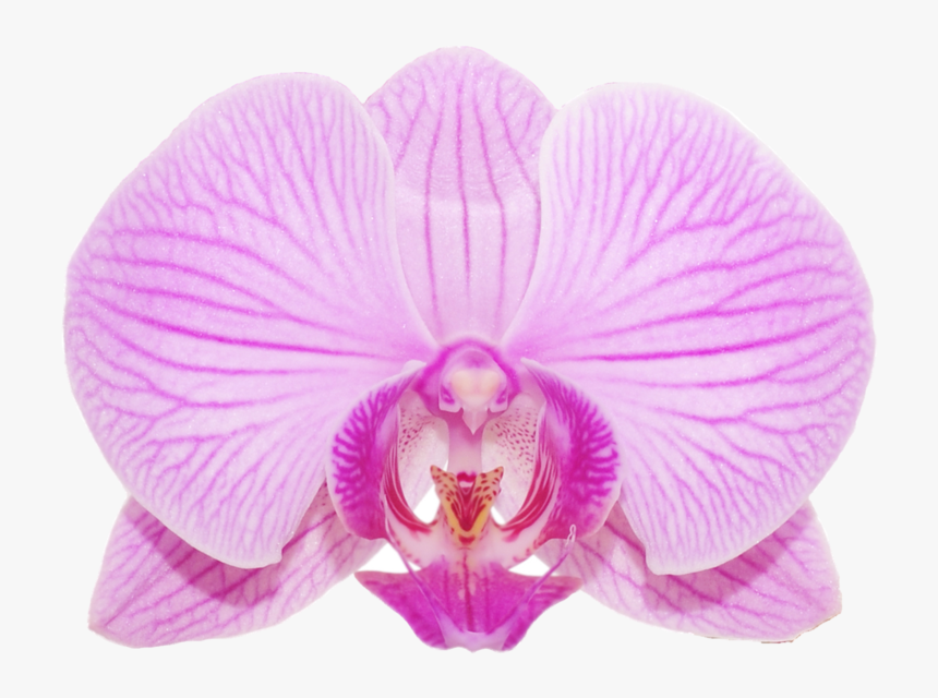 Moth Orchid, HD Png Download