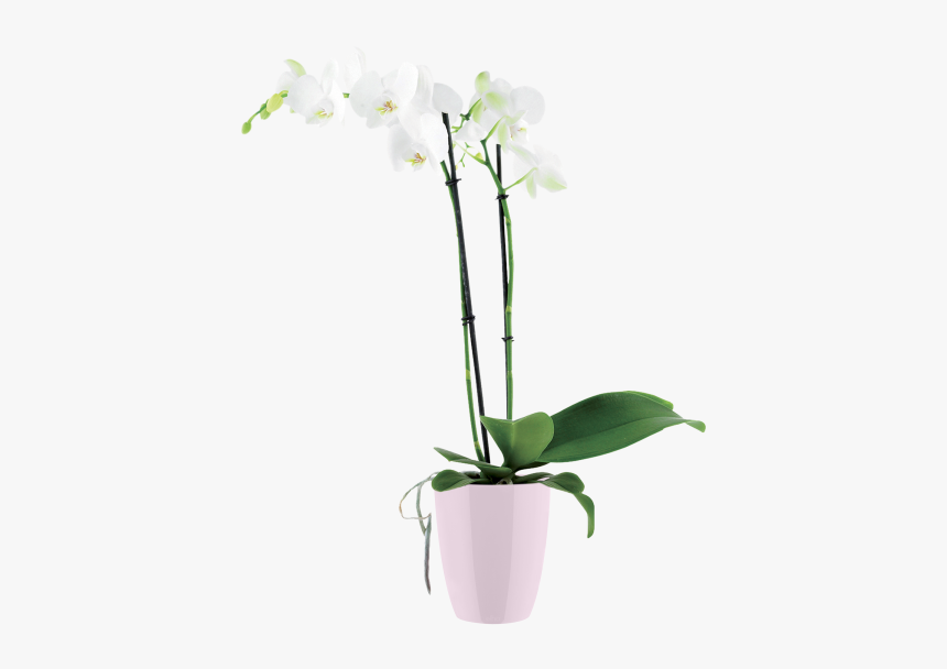 Flowerpot, HD Png Download