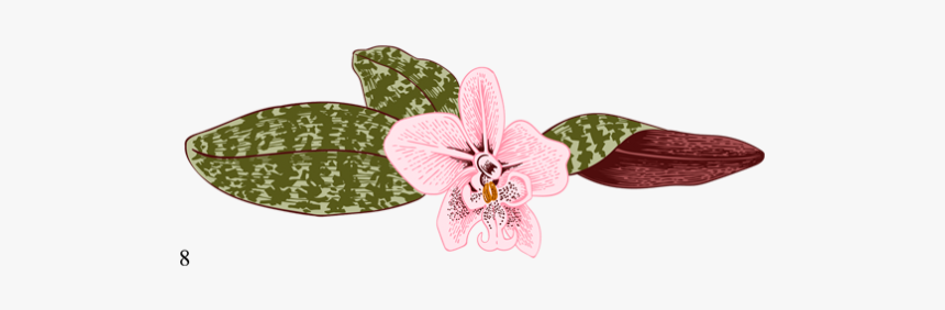 Orchid House - Moth Orchid, HD Png Download