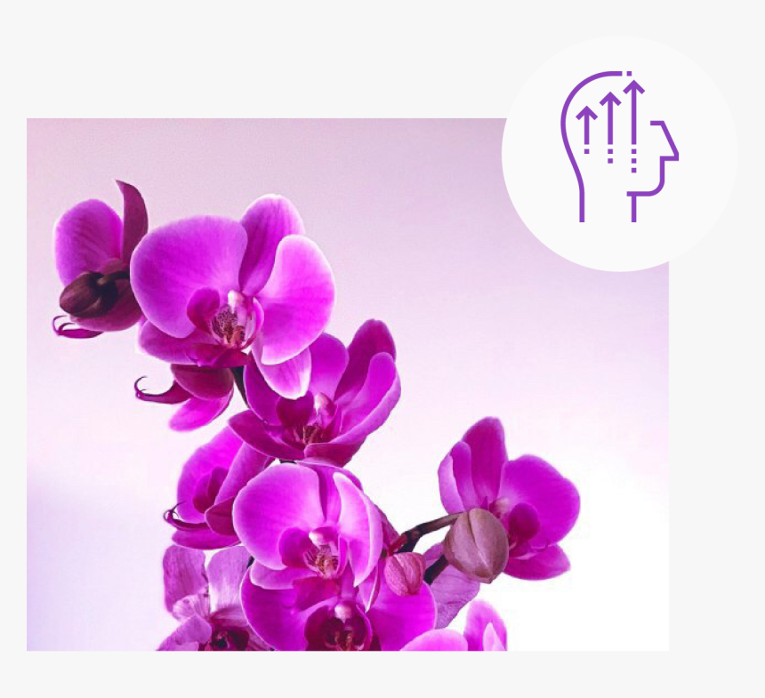 Phalaenopsis Sanderiana, HD Png Download