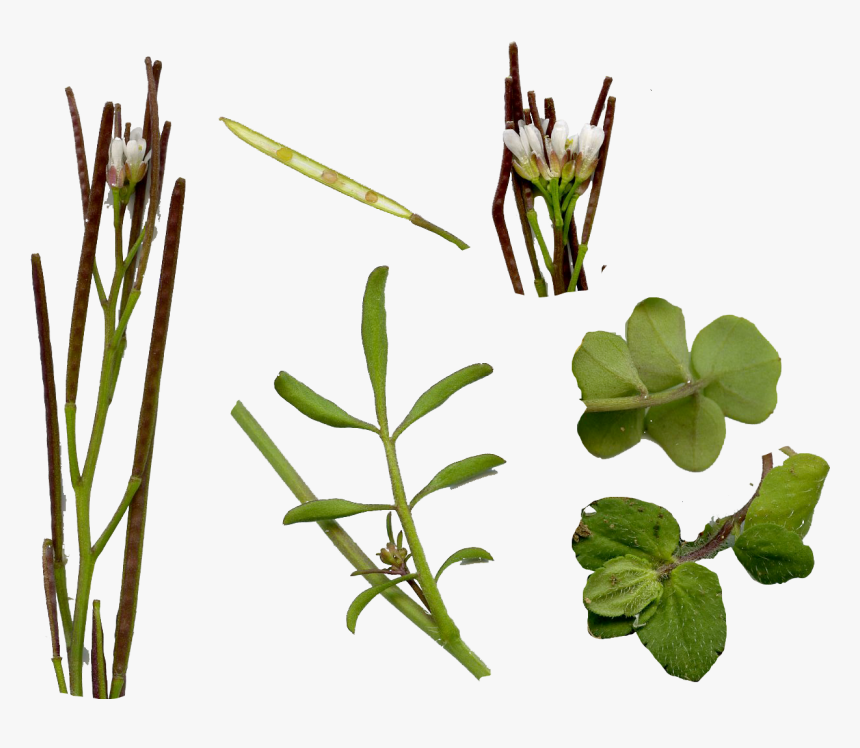 Real Weed Leaf Png -weed Leaf Png, Transparent Png - Cardamine Hirsuta Hairy Bittercress, Png Download