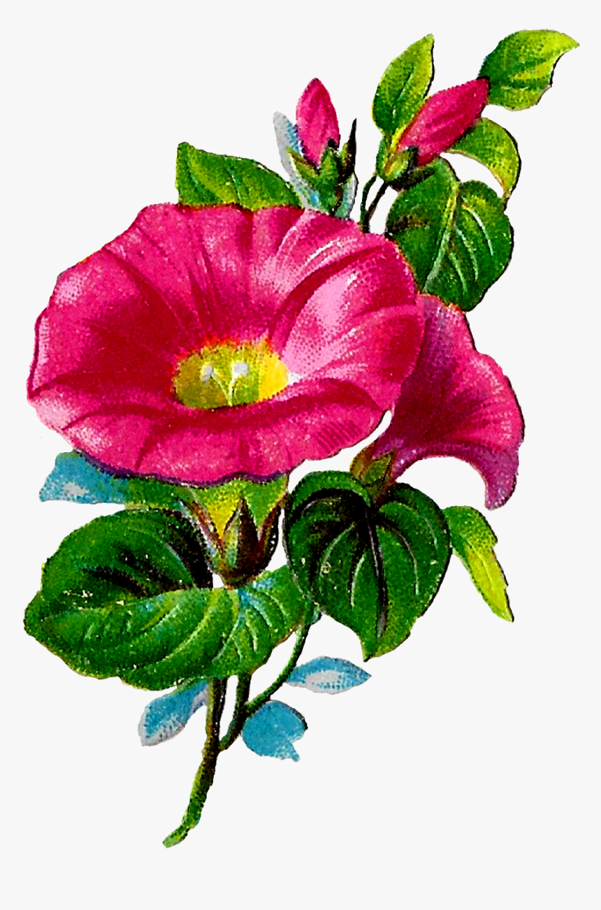 Digital Morning Glory Clipart Download Png - Clip Art, Transparent Png