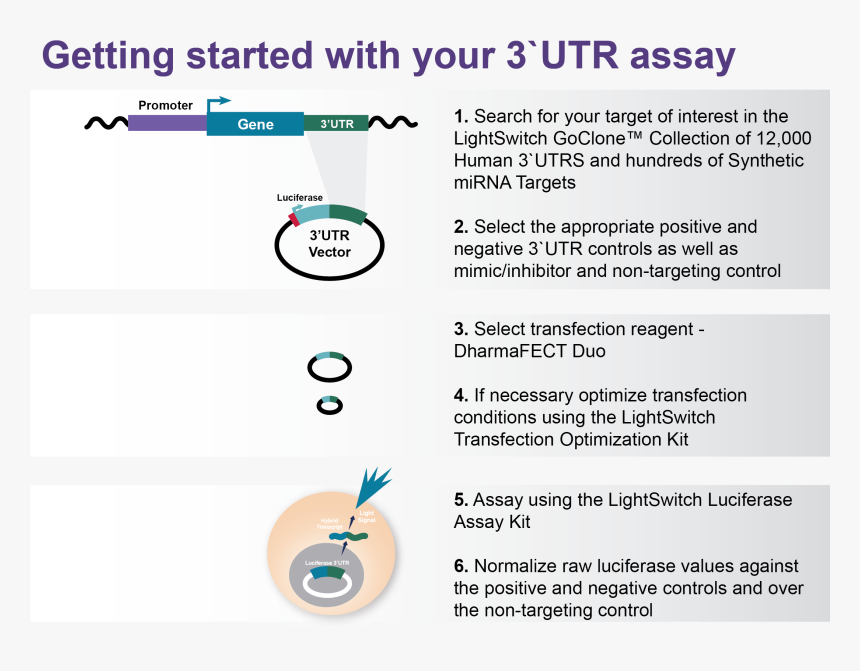 Getting Started With Your Lightswitch 3`utr Assay - Animated Progress Bar, HD Png Download