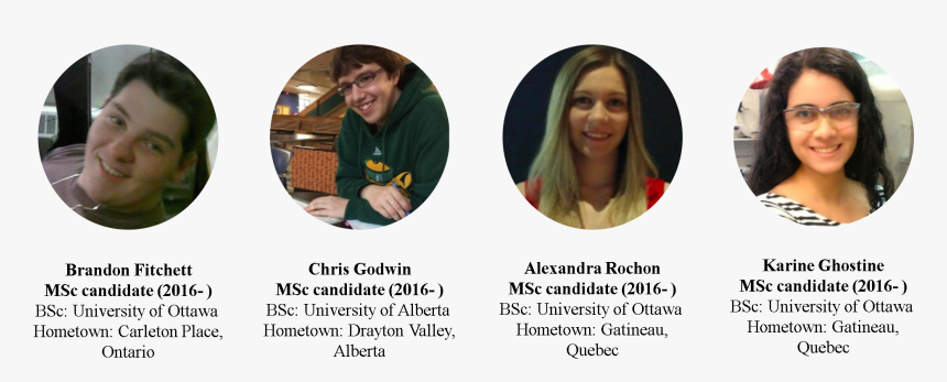 Lace Wig, HD Png Download