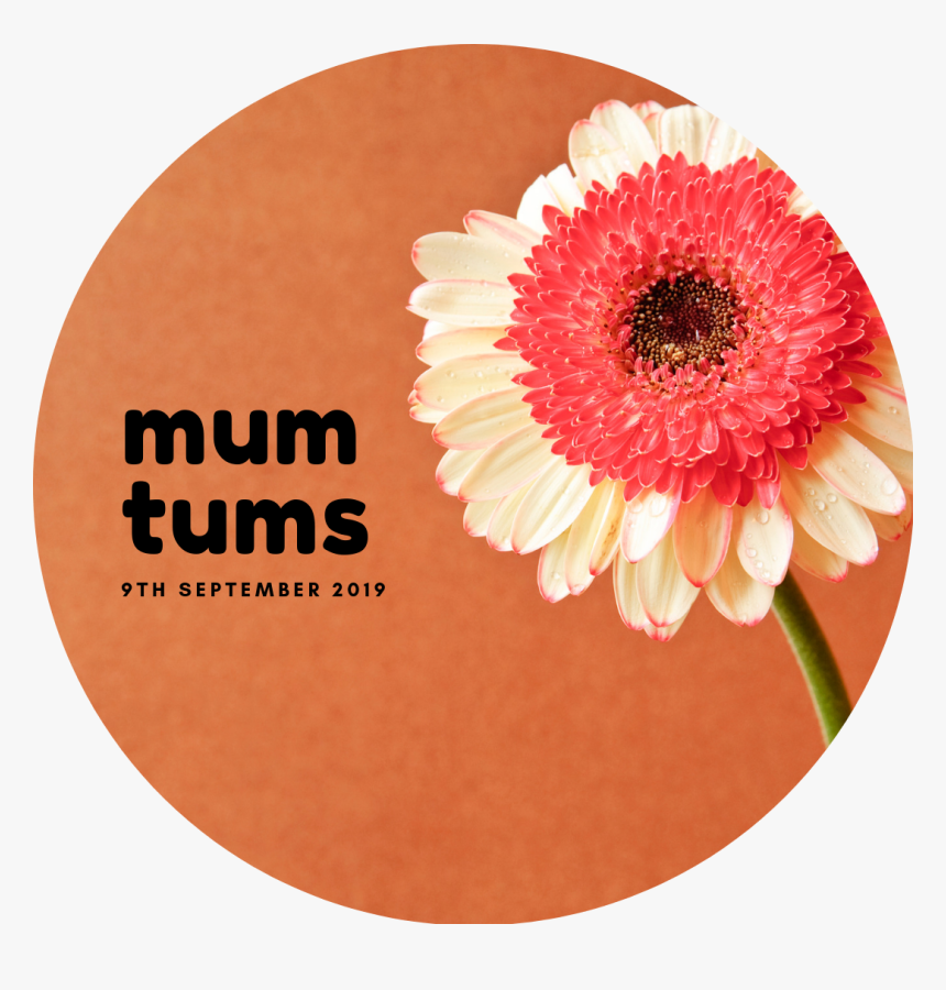 Barberton Daisy, HD Png Download