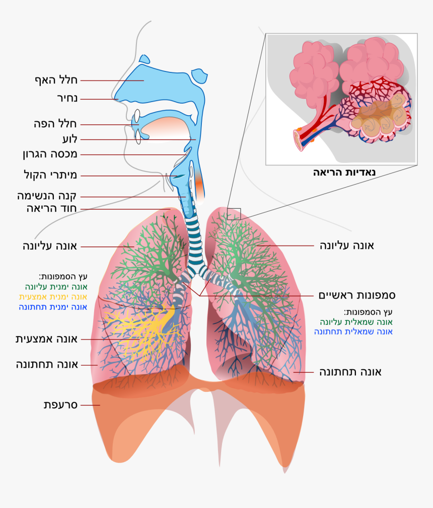 Respiratory System Simple Heb - Respiratory System, HD Png Download