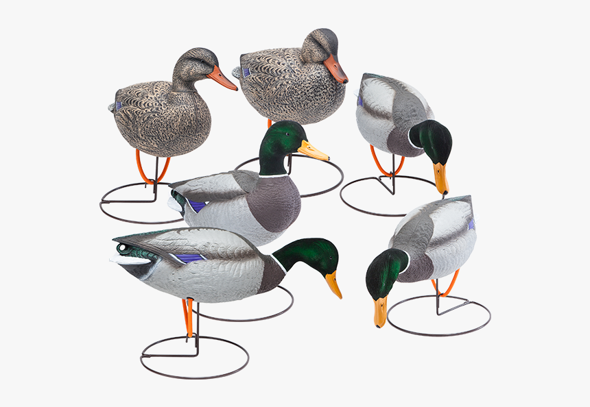 Oversized Field Mallard Decoys With Flocked Heads Six - Mallard, HD Png Download