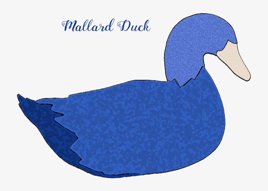 Mallard Duck Decoy Mallard Duck Mallard Duck Blue Mallard - Ruddy Duck, HD Png Download