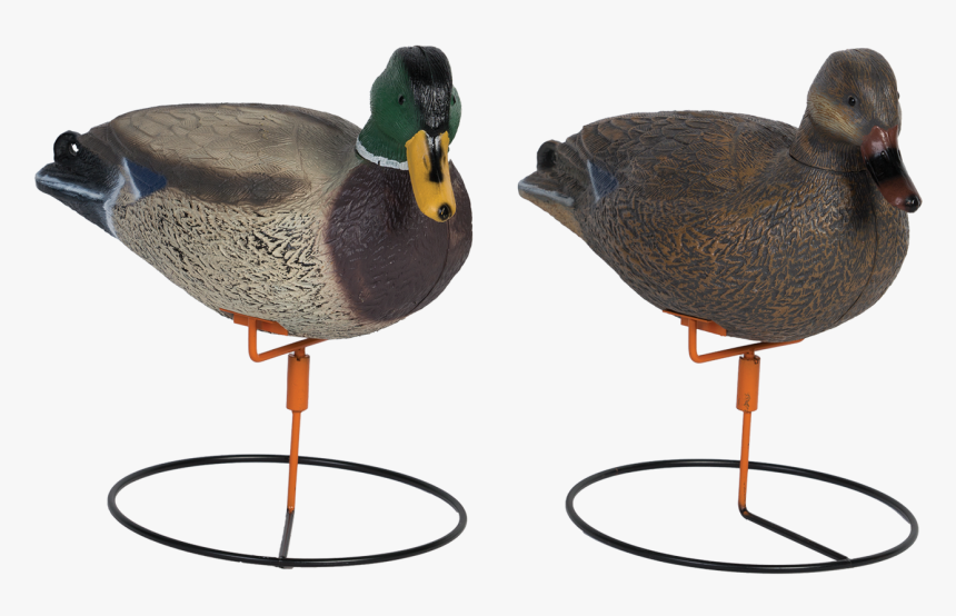 Drake Full Body Png - Mallard, Transparent Png