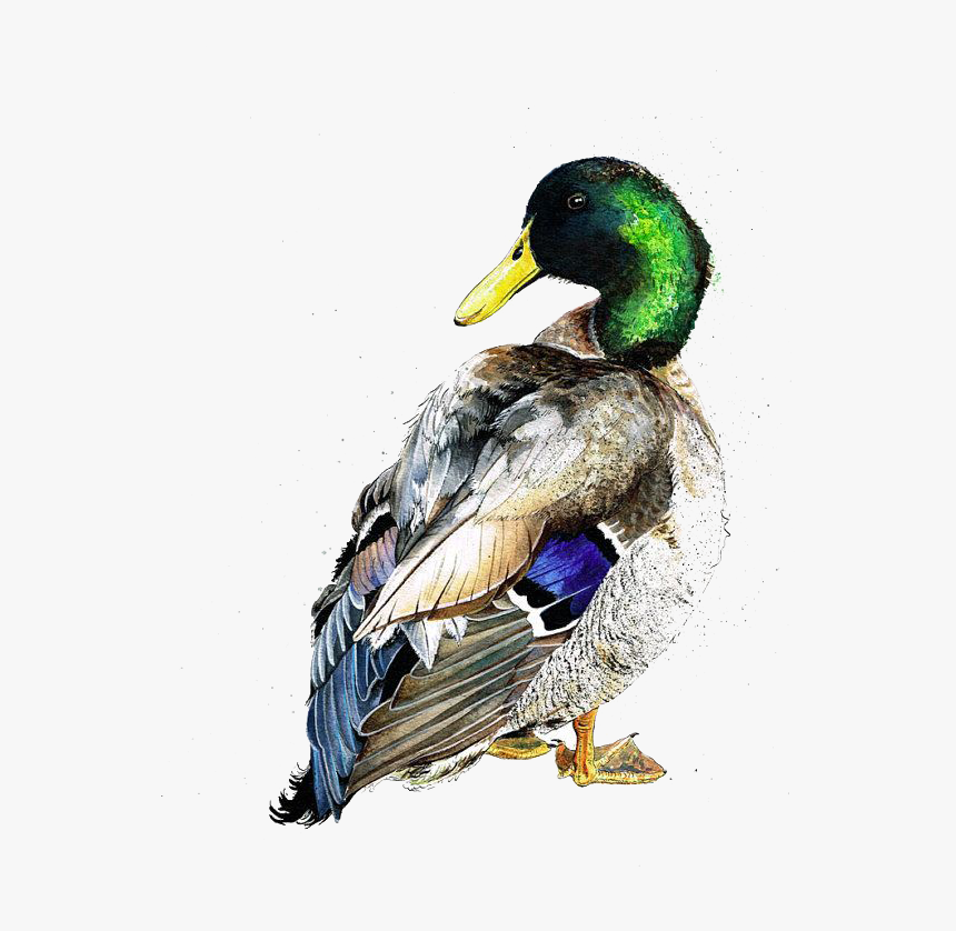 American Pekin Duck Mallard Bird Watercolor Painting - Watercolor Duck, HD Png Download