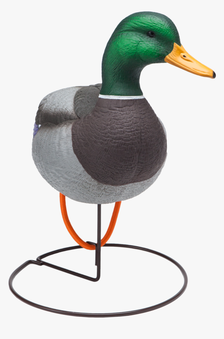Oversized Field Mallard Drake Active Duck Hunting Decoy - Mallard, HD Png Download