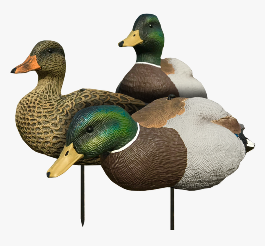 White Rock Evac Mallard Full Body 6 Pack - Mallard Decoys, HD Png Download