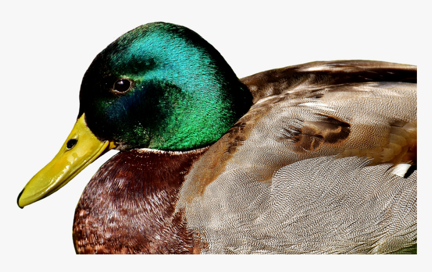 Duck, Mallard, Meadow, Rest, Drake, Water Bird - Amigo Pato, HD Png Download