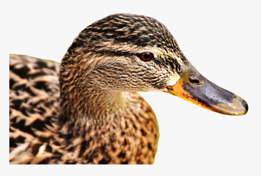 Mallard, Bank, Pond, Cute, Nature, Water, Duck, Bird - Gräsand Png, Transparent Png