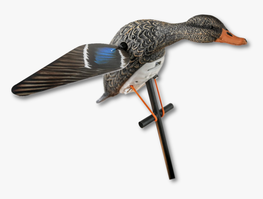Lucky Hd Hen Mallard Spinner - Mallard, HD Png Download