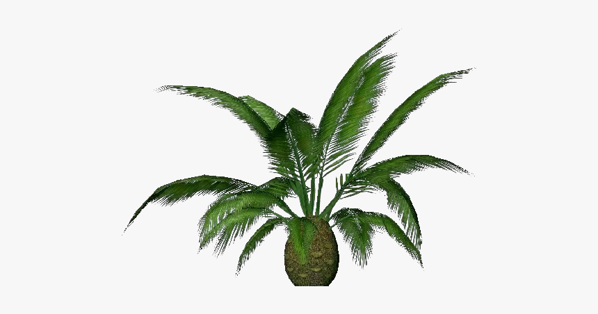 Palmeira Das Canárias - Palmera Canaria Png, Transparent Png