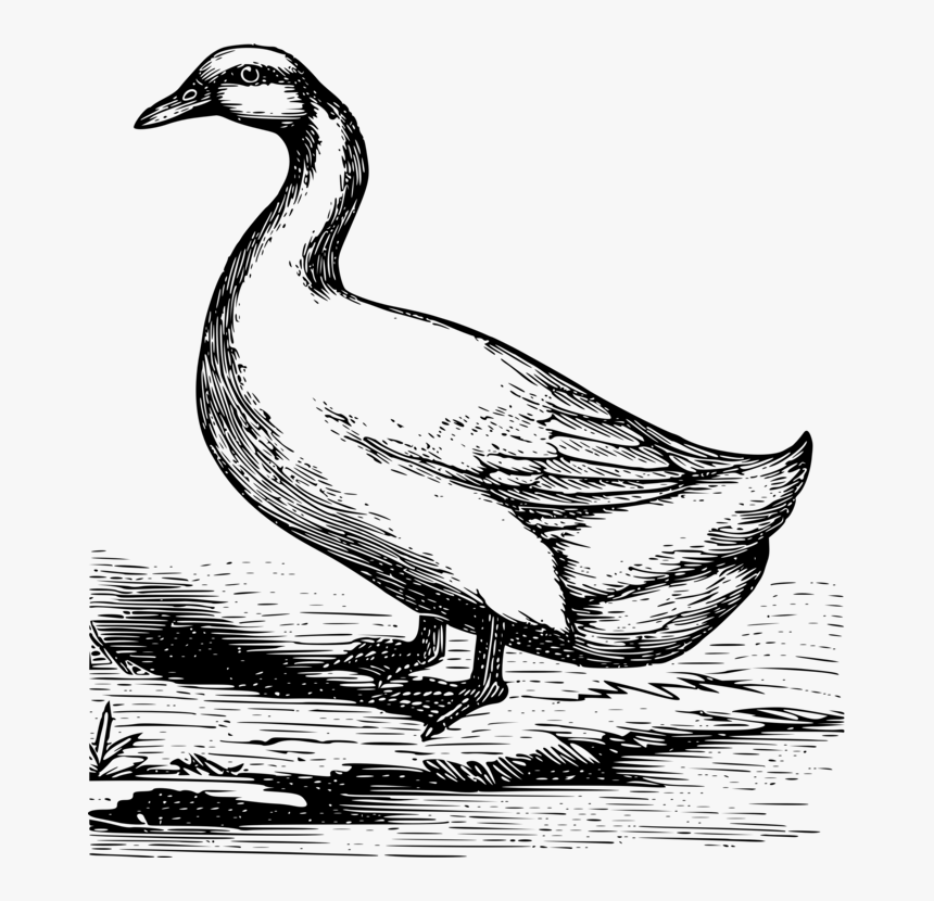 Art,livestock,fowl - Pekin Duck Drawing, HD Png Download