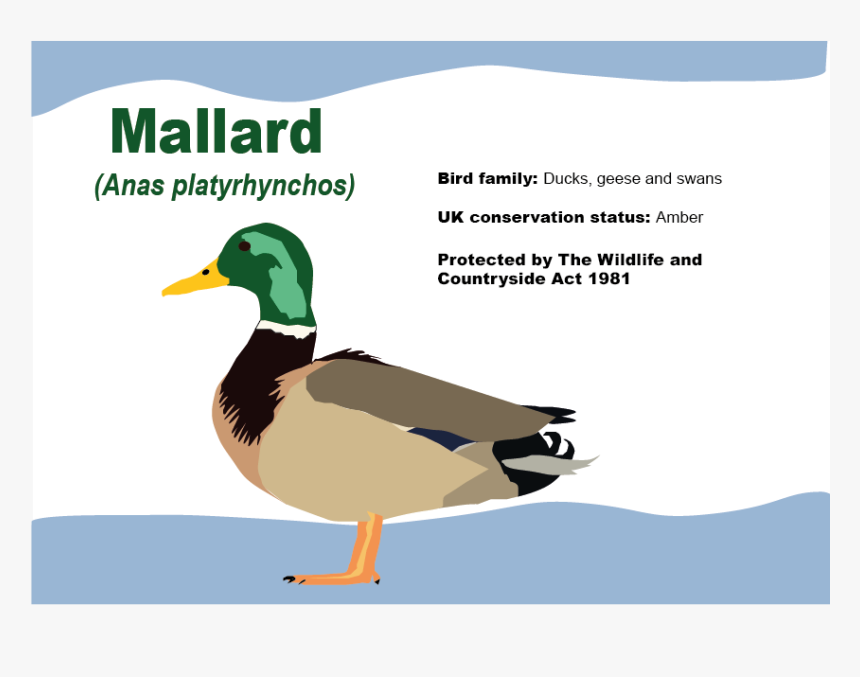 Mallard, HD Png Download