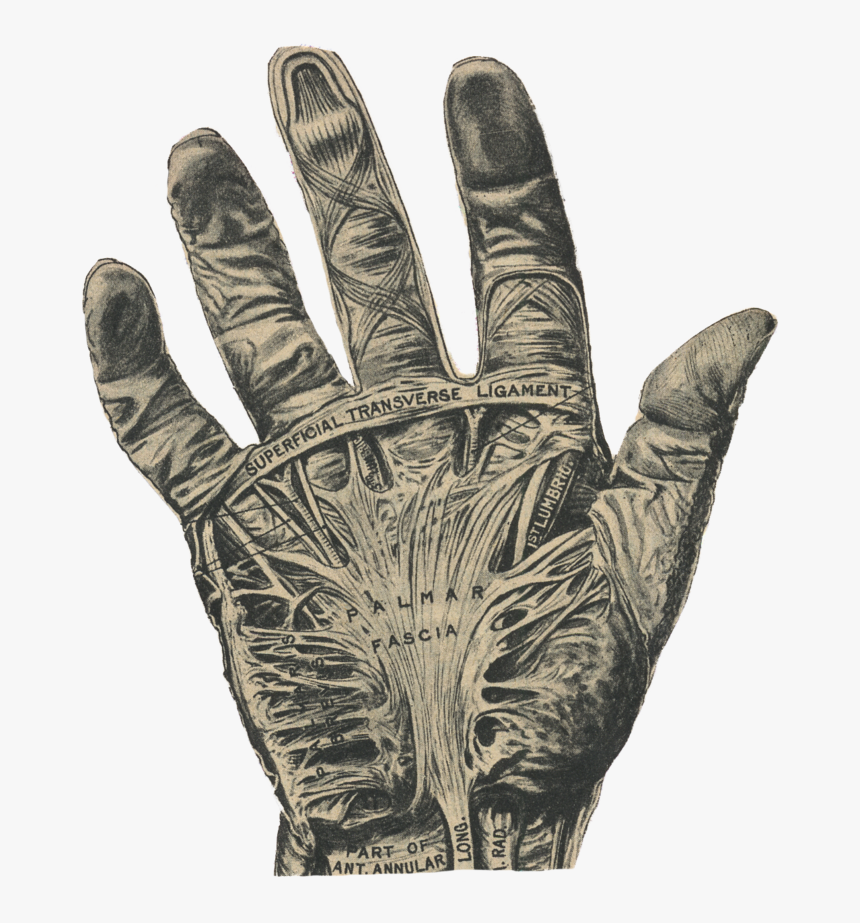 Golden Palm, HD Png Download