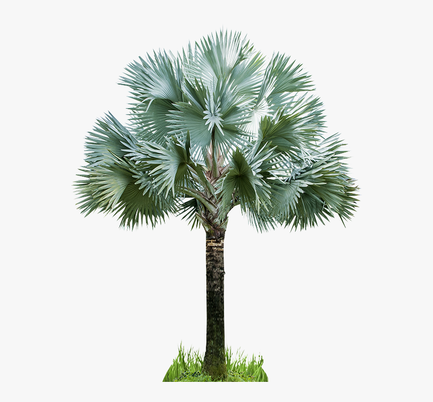 Palmeiras Azul, HD Png Download