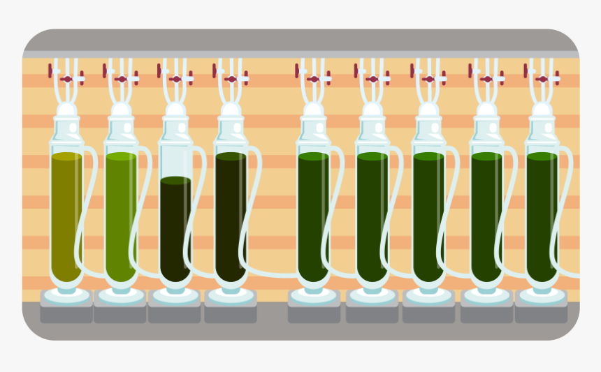 Marine Phytoplankton Growing Conditions & Process - Illustration, HD Png Download