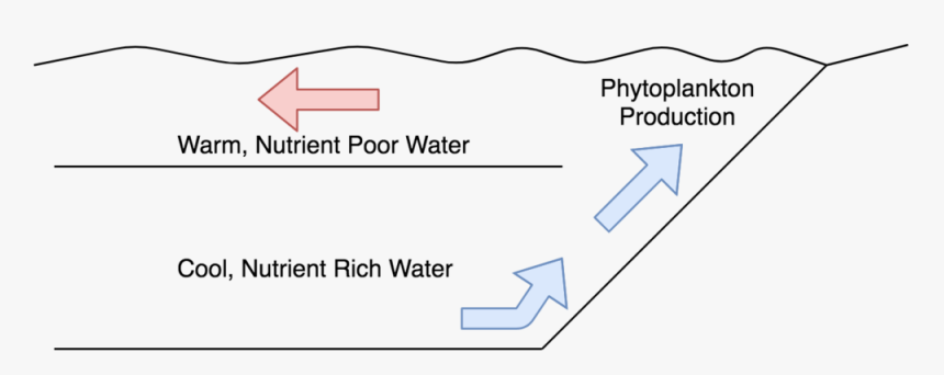 Transparent Phytoplankton Png - Ansoff Matrisen, Png Download