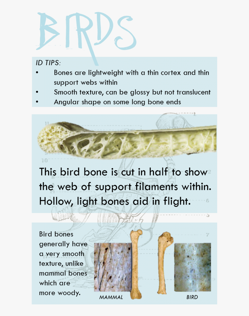 Animal, HD Png Download