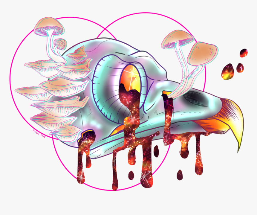 Bird Skull - Illustration, HD Png Download