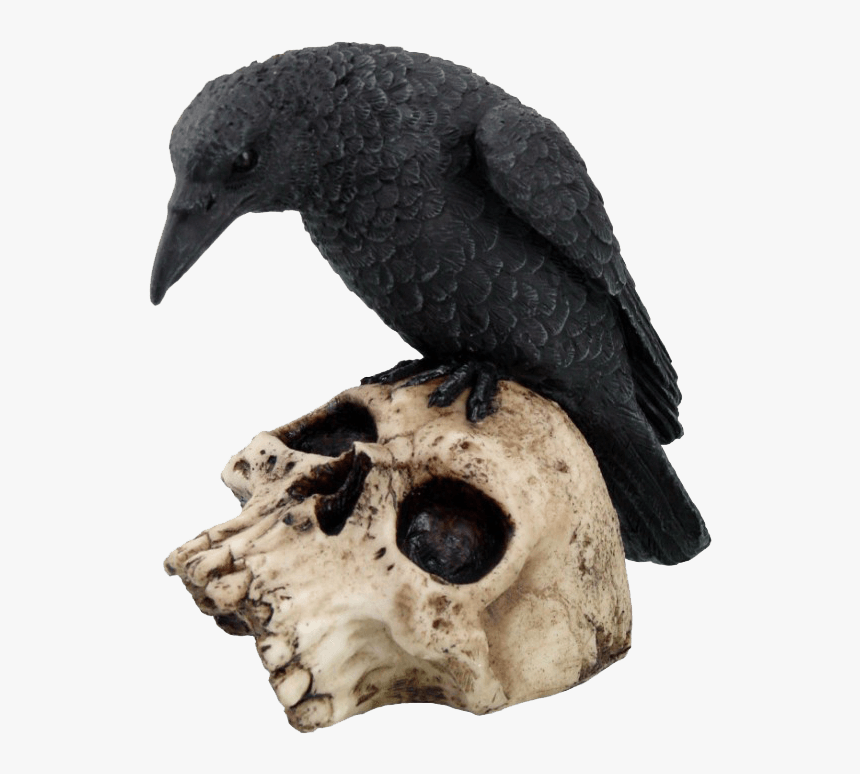Perched Raven On Skull Statue - Статуэтка Ворон, HD Png Download