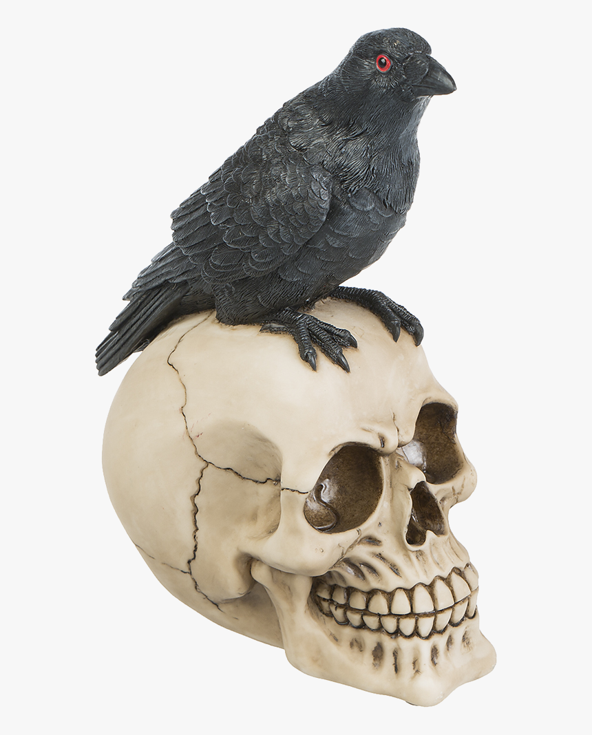 Transparent Bird Skull Png - American Crow, Png Download