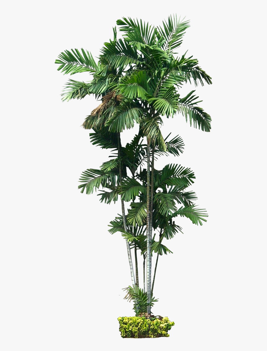 Plant Australia Ptychosperma Macarthurii Tree Palm - Ptychosperma Macarthurii Png, Transparent Png