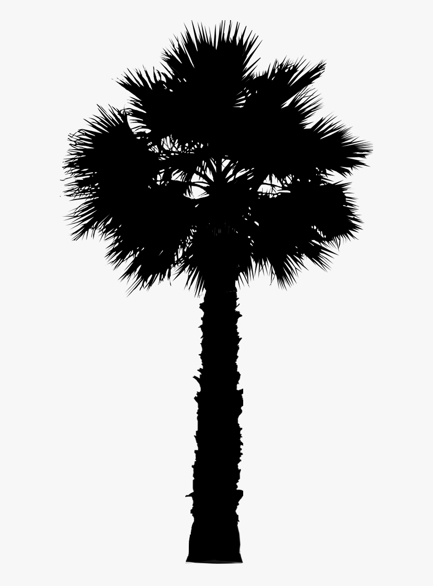 Asian Palmyra Palm Date Palm Leaf Palm Trees Silhouette - Png Palmetto Tree, Transparent Png