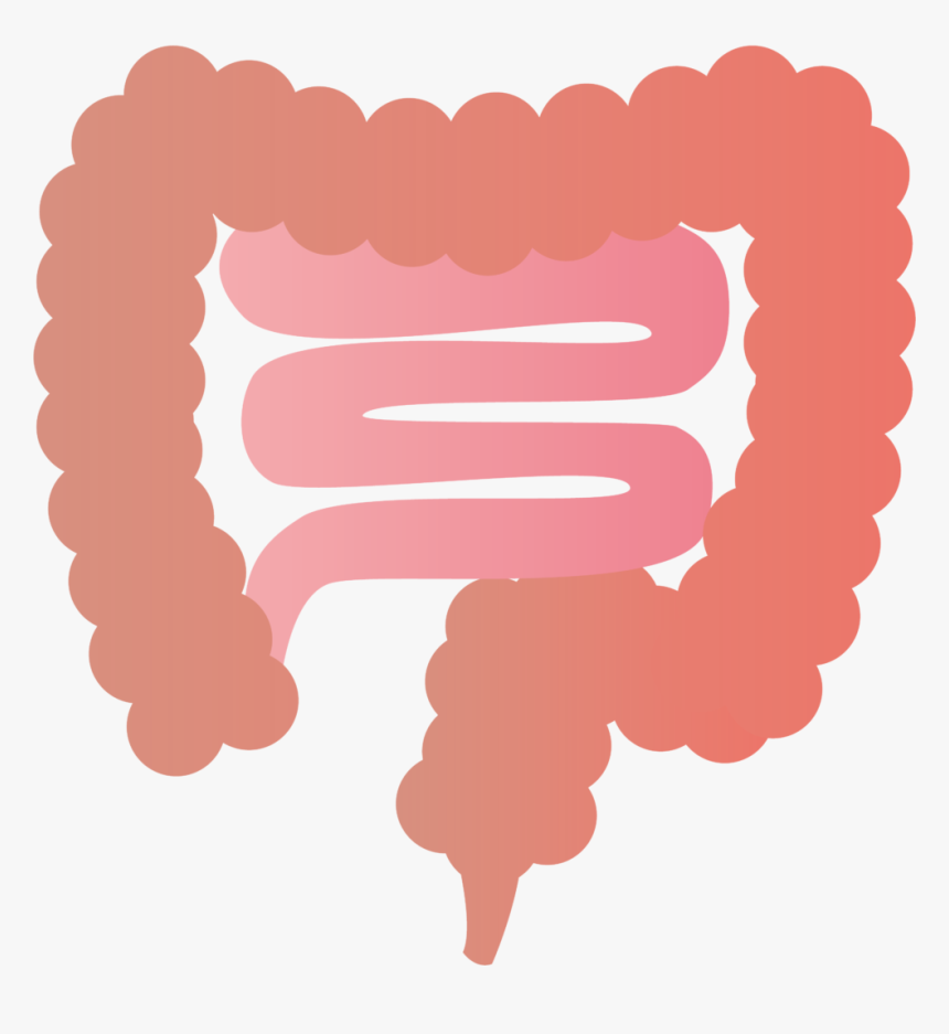 Large Intestine Colorectal Cancer Endoscopy - Most Common Site For Colorectal Cancer, HD Png Download