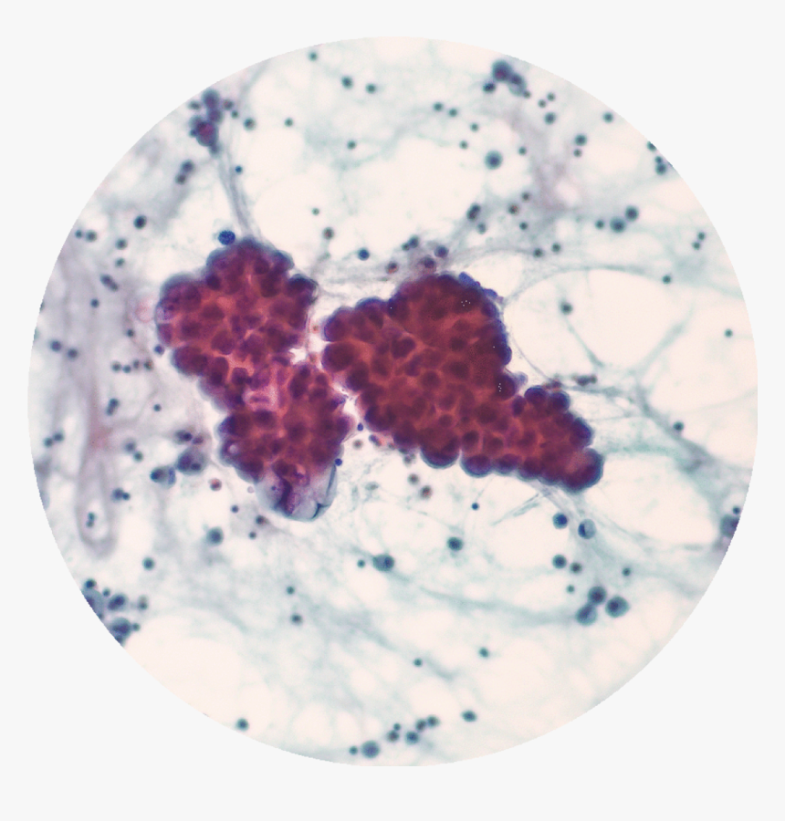 Circle, HD Png Download