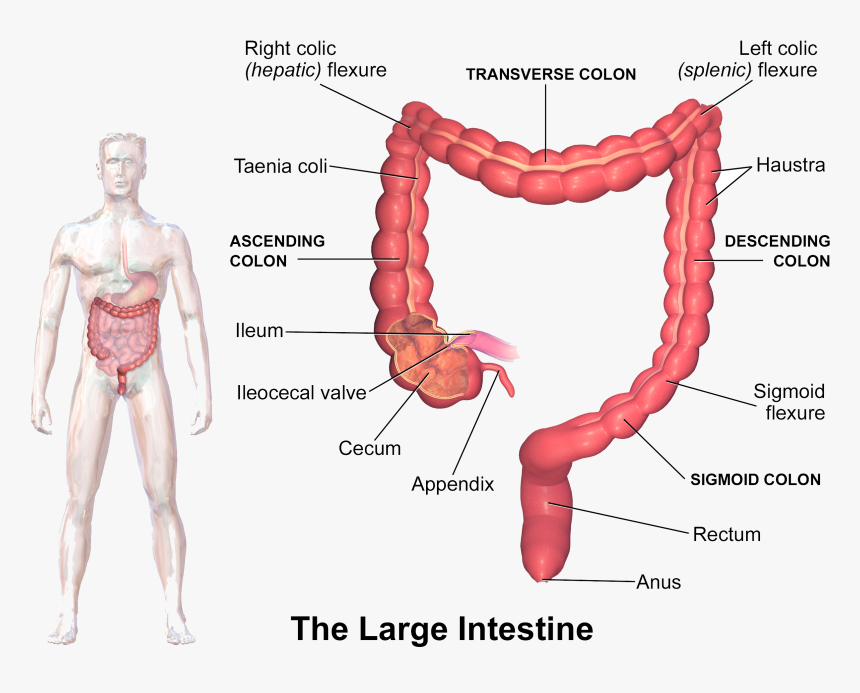 Symptoms Of Inflammation - Structure Of Large Intestine, HD Png Download