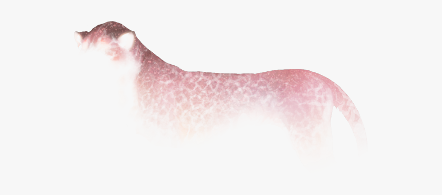 Cat Yawns, HD Png Download