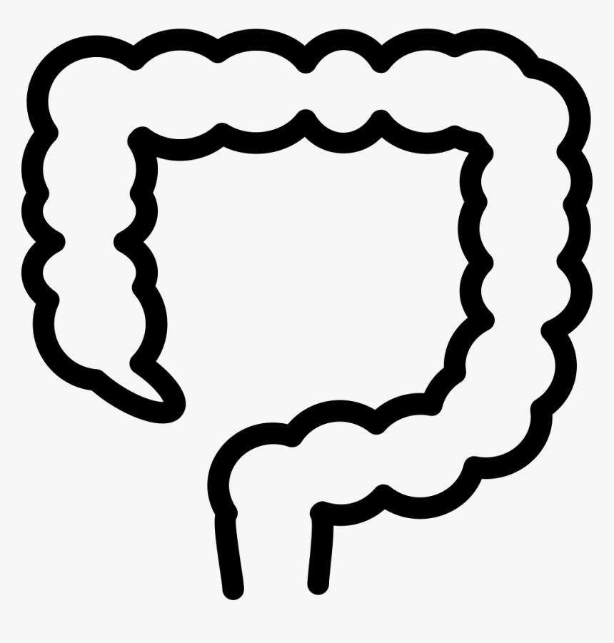 Large Intestine Outline - Cetuximab Resistance In Colon Cancer, HD Png Download