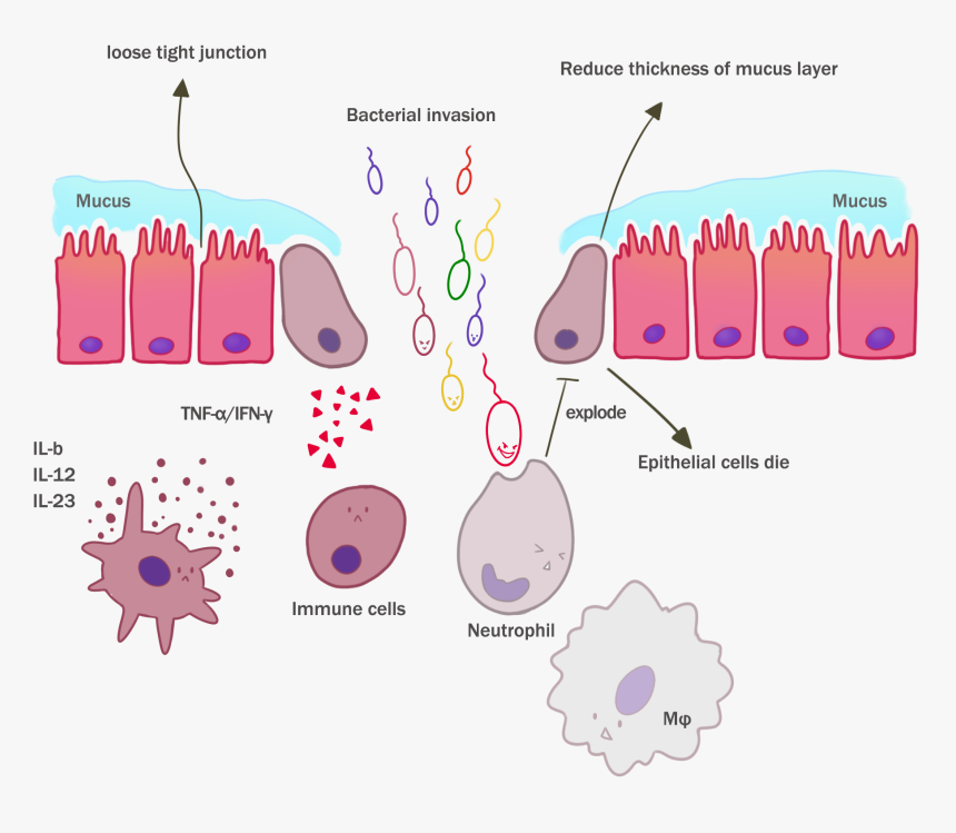Diagram, HD Png Download