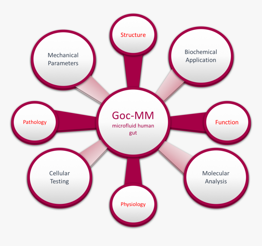 Figure 2 Gut On A Chip - Gut Microbiome Function, HD Png Download