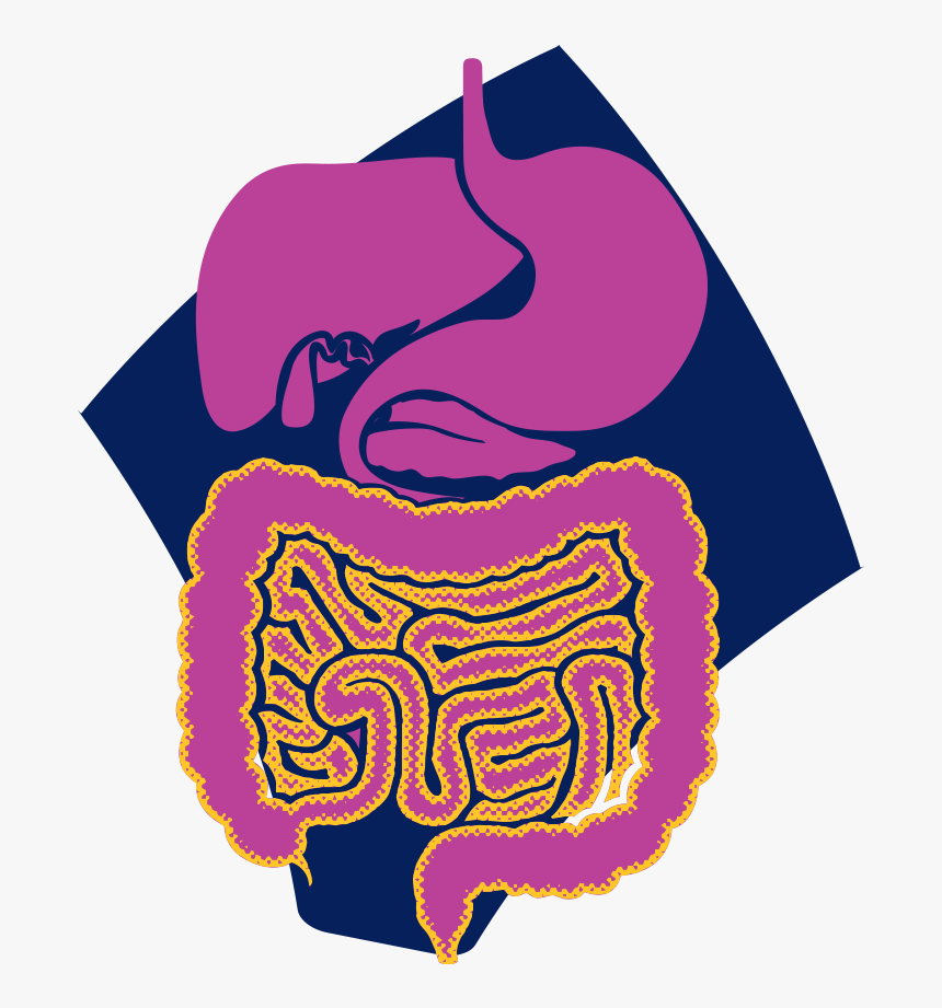Gastrointestinal Tract Highlighted Showing The Decreased, HD Png Download